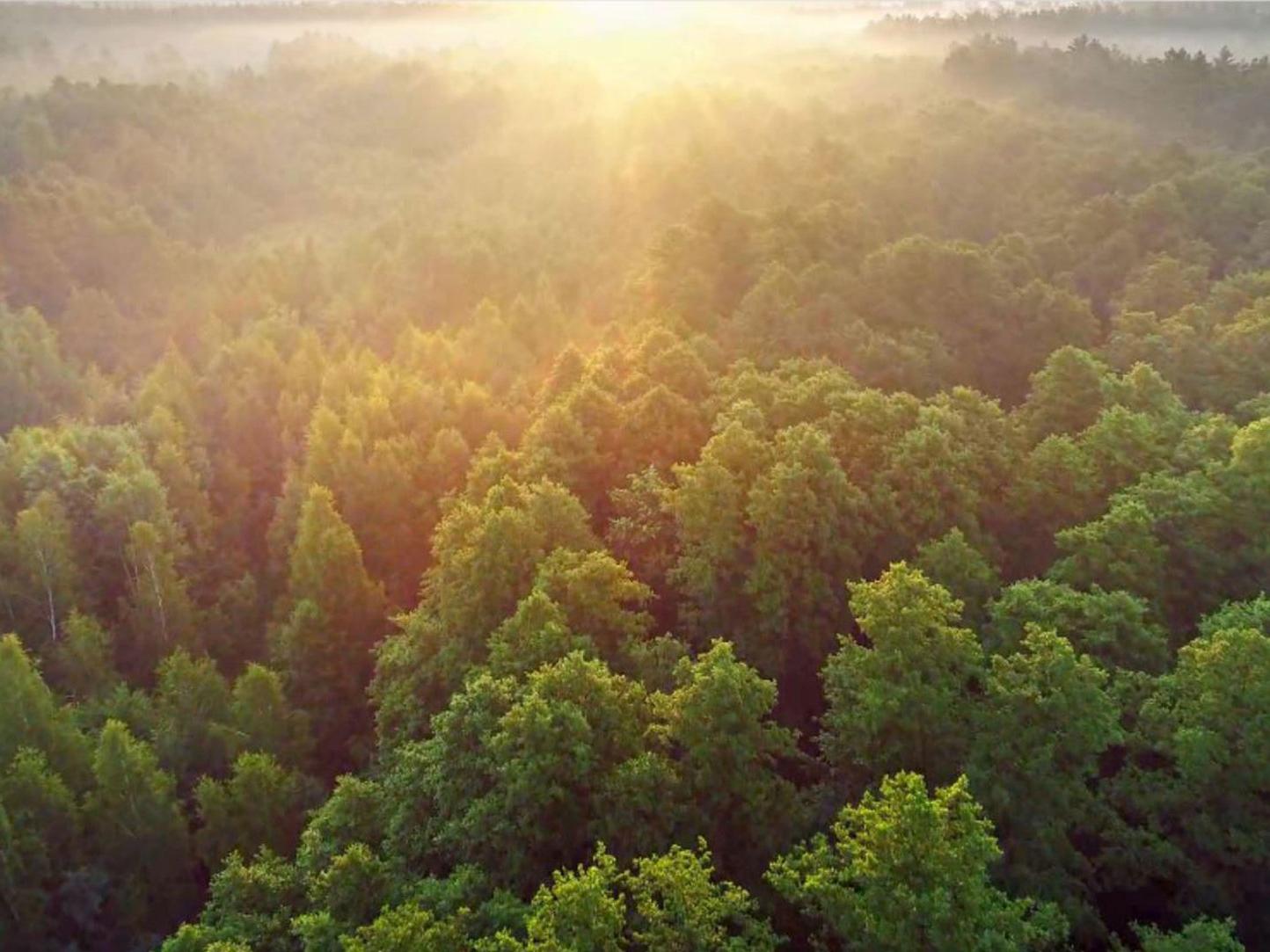 Sadeveden kierrätys Bangaloressa