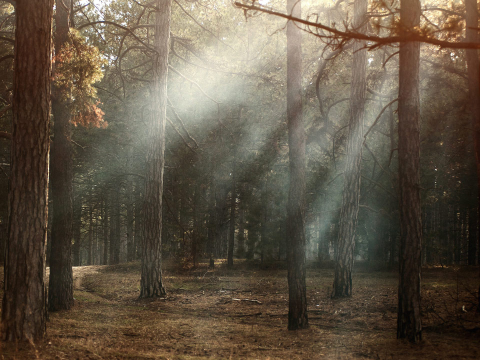 Kuva kuivasta metsästä ja auringonsäteistä, jotka tunkeutuvat puiden läpi. 