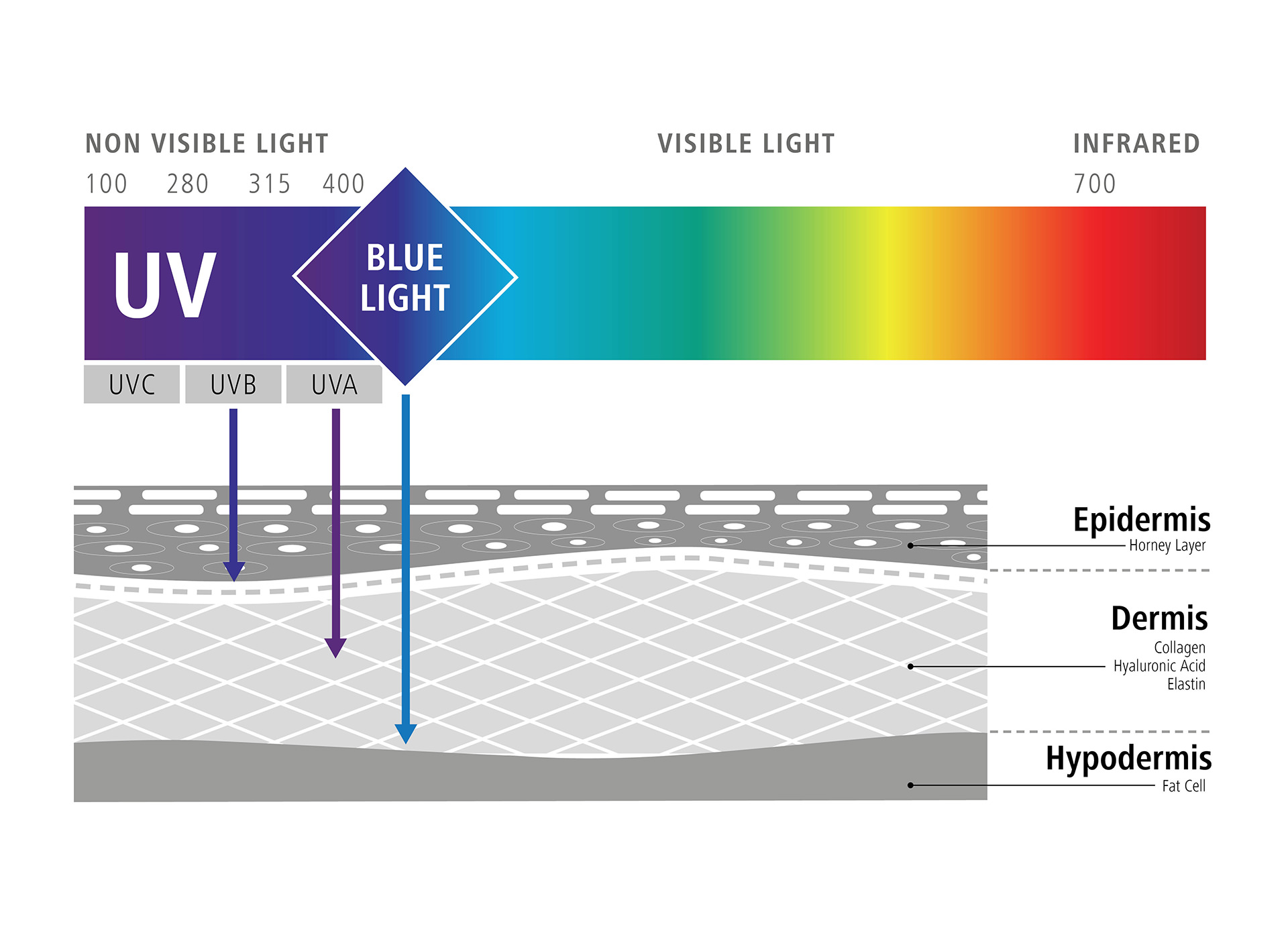 Grafiikka, joka kuvaa sinisen valon vaikutusta soluihimme (sinisen valon negatiiviset vaikutukset) 
