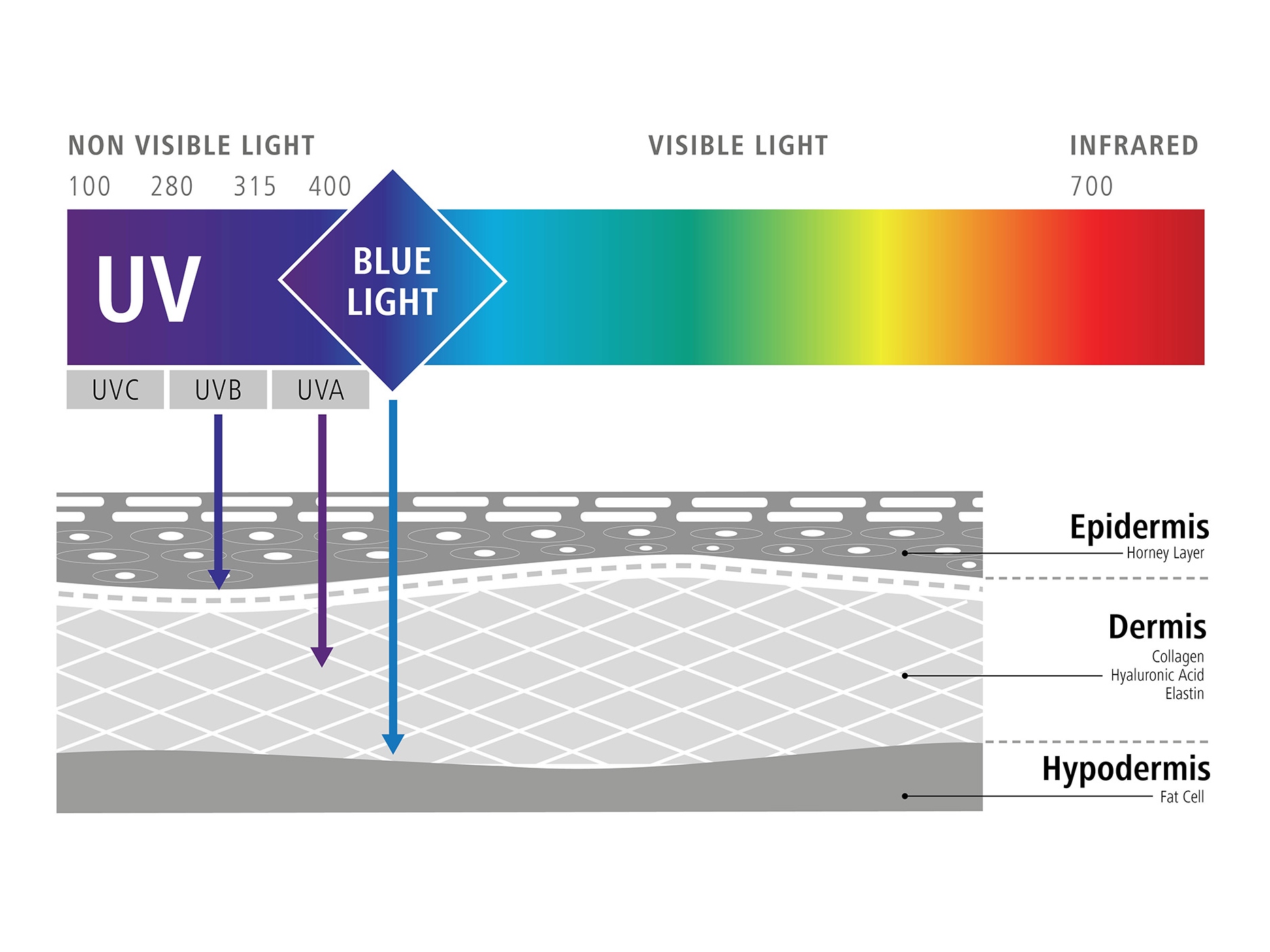Grafiikka, joka kuvaa sinisen valon vaikutusta soluihimme (sinisen valon negatiiviset vaikutukset) 
